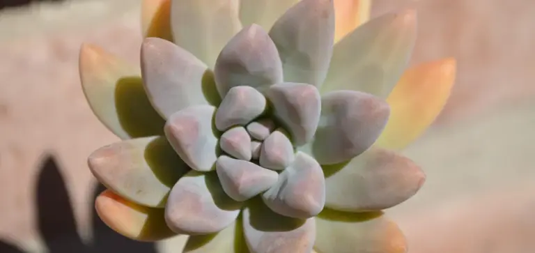 Close-up of a rosette succulent with pastel green leaves and pink-tinged edges.