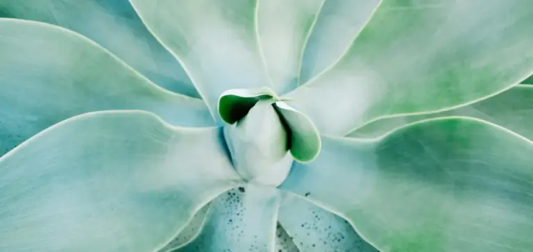 Close-up of a blue-green succulent rosette with fleshy leaves