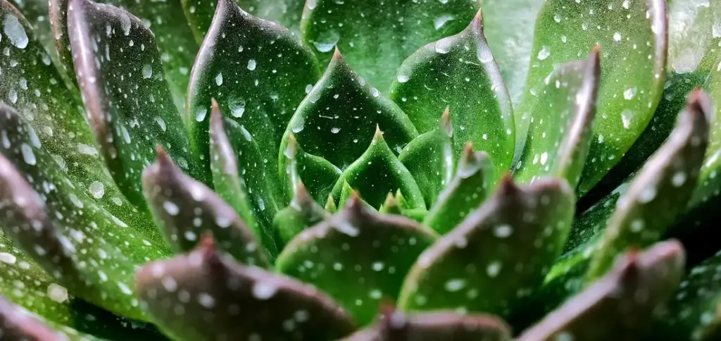 Watering Succulents: Indoor vs. Outdoor Frequency Guide