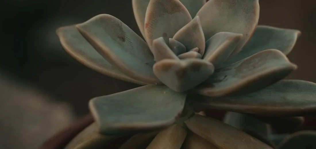 Close-up of a succulent rosette with blue-green leaves; some leaf edges show brownish discoloration.