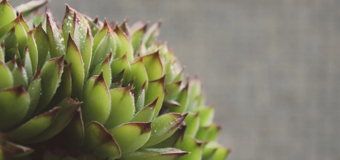 Close-up of a green succulent rosette with pointed leaves and red-tinged edges.