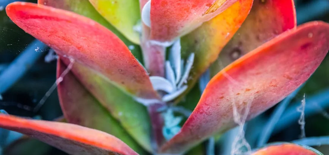 Close-up of a succulent with bright orange-red leaves, showing color variation.