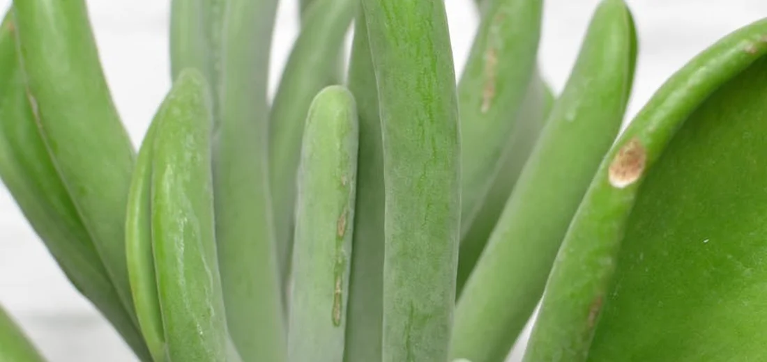 Close-up of a green succulent with thick, elongated leaves