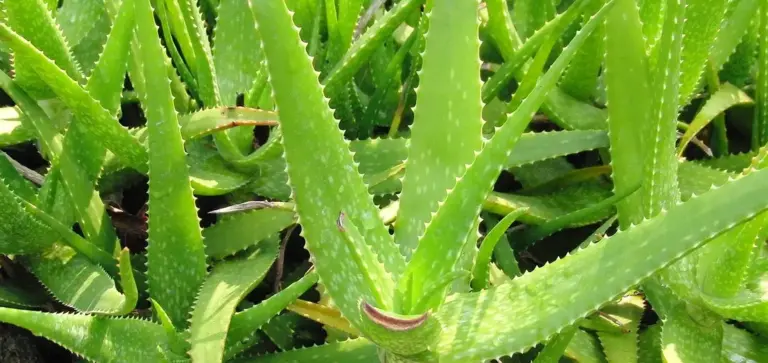 Close-up of bright green aloe-like succulent leaves with serrated edges.