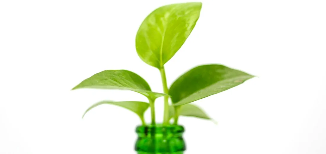 A young succulent cutting with fresh green leaves emerging from a small green bottle, illustrating early aftercare.