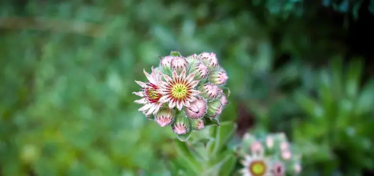 Close-up of a pink-and-white succulent flower cluster with a green, blurred background