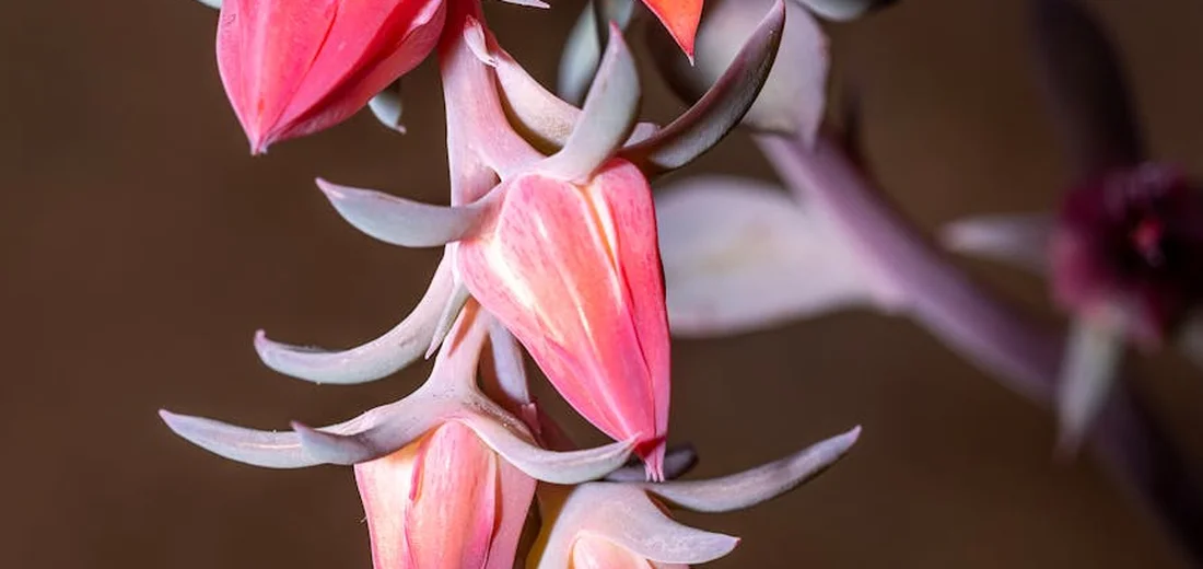 Close-up of a pink succulent bloom on a stem with curved pale bracts and a soft brown background.
