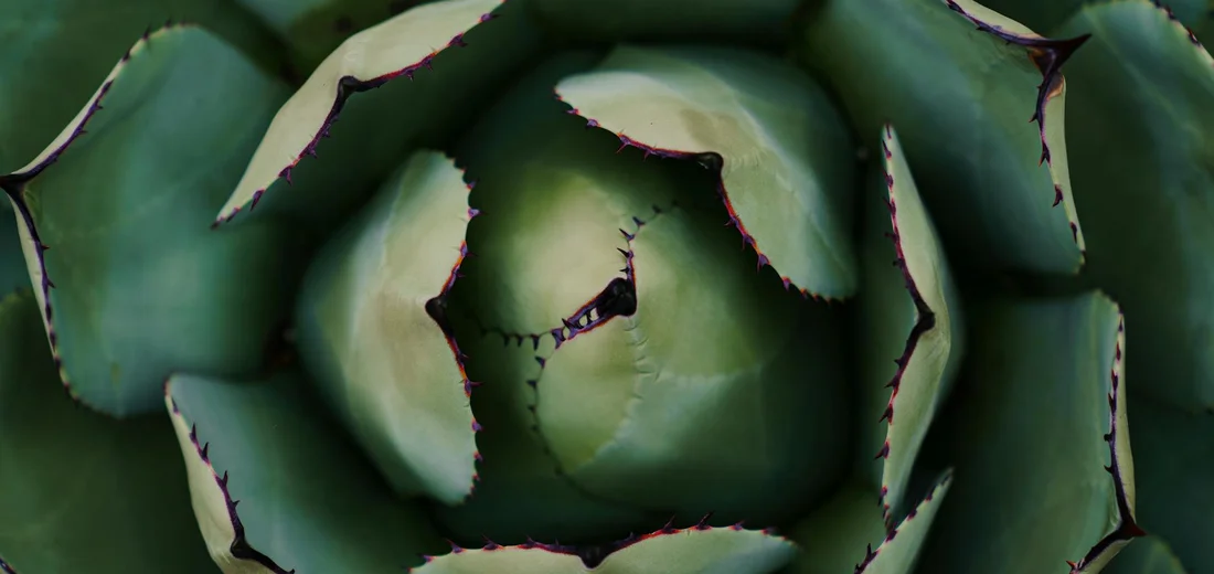 Close-up of a green rosette succulent with fleshy leaves and reddish-tinged edges.