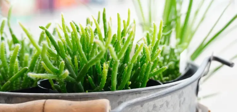 Close-up of dense, green, finger-like succulent leaves growing in a metal pot