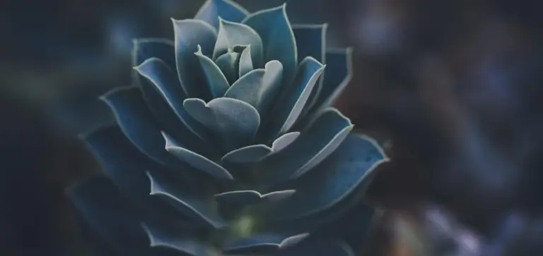 Close-up of a blue-green rosette succulent with fleshy, pointed leaves.
