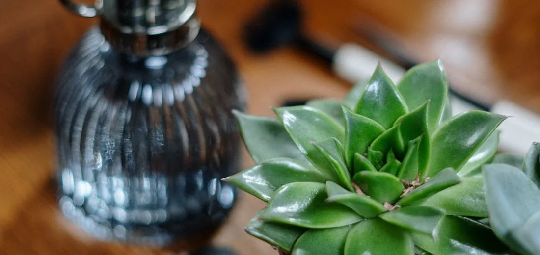 Close-up of a green succulent rosette on a wooden table with a blurred dark glass bottle in the background