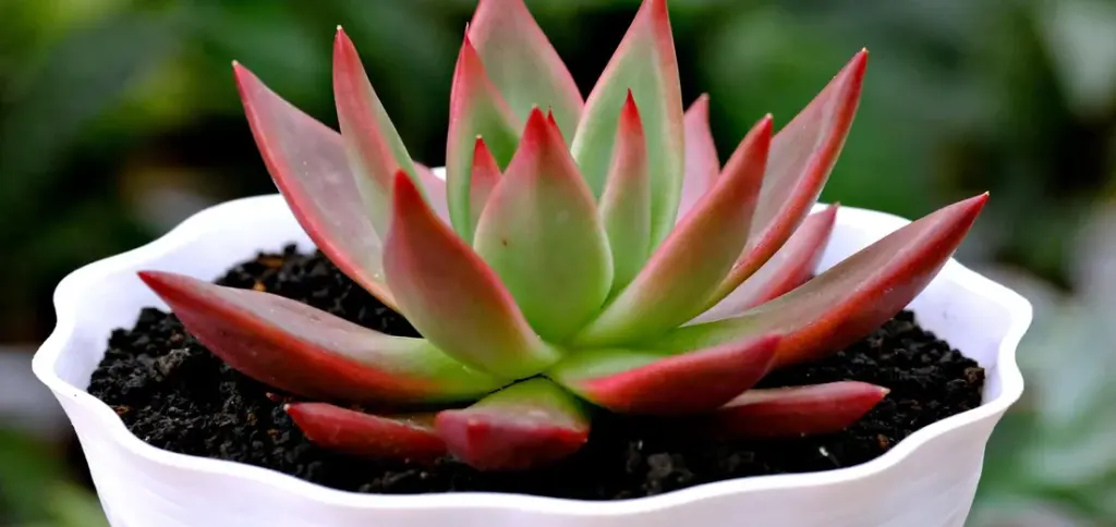 How to Build a Stunning Succulent Rock Garden