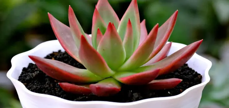 A rosette-shaped succulent with green leaves tinged red at the tips, planted in dark potting soil inside a white ceramic pot.