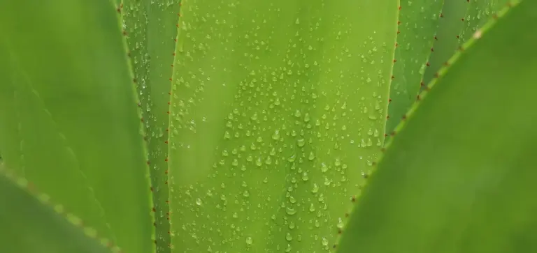 Close-up of a bright green succulent leaf with water droplets on its surface