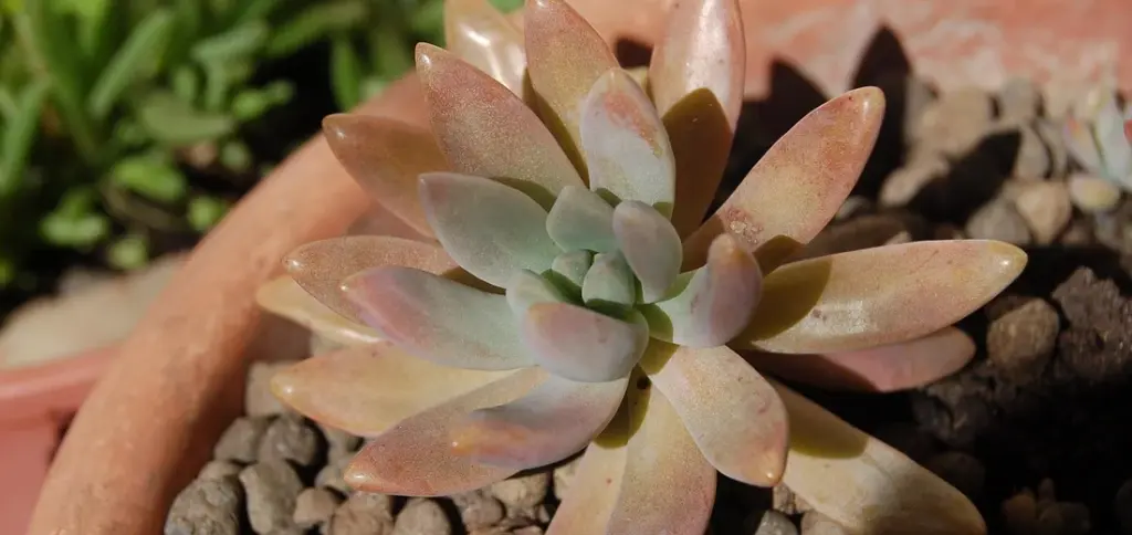 How Long Do Succulents Live? Lifespan Guide
