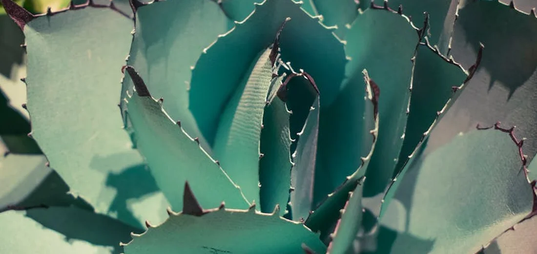 Close-up of a blue-green rosette succulent with spiky, serrated edges.