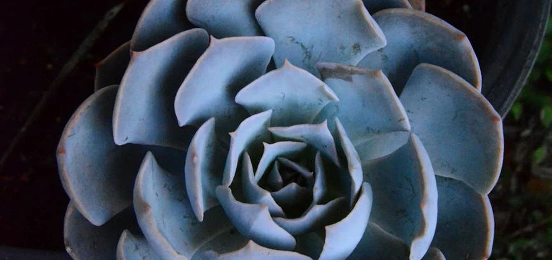 Close-up of a blue-green rosette succulent (likely Echeveria) with fleshy leaves
