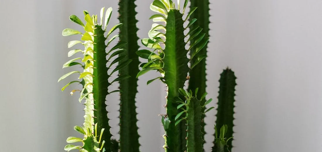Tall green succulents with long vertical stems and small leaves along the edges, set against a light background.