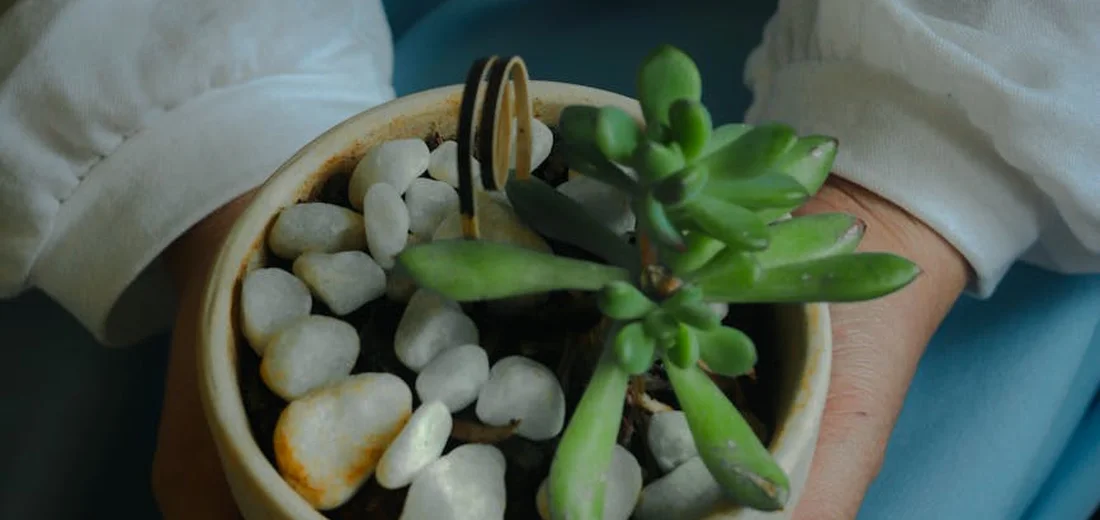 Close-up of a small succulent in a clay pot with white decorative stones; hands cradle the pot, illustrating the container and drainage setup.