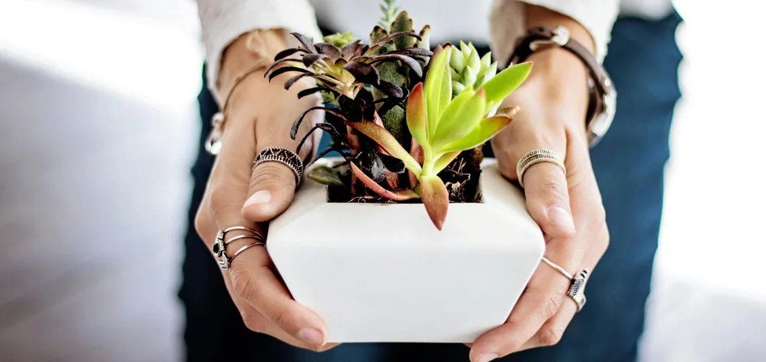 Close-up of hands with rings holding a small white square pot containing a green-and-purple succulent, ready for a DIY planting activity at a party.