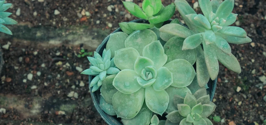 Top-down view of a small pot filled with green rosette succulents and several offsets against a soil background.