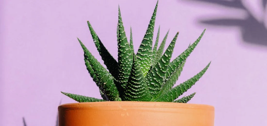 Close-up of a green succulent with pointed leaves in a terracotta pot, set against a soft purple background.