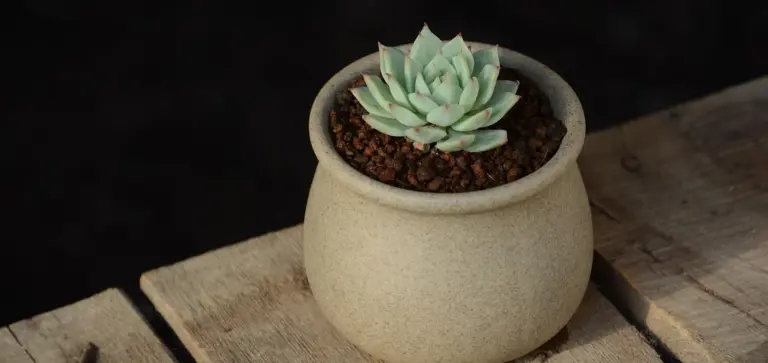 Small green succulent in a round beige pot on a wooden surface, suitable for a beginner’s repotting guide.
