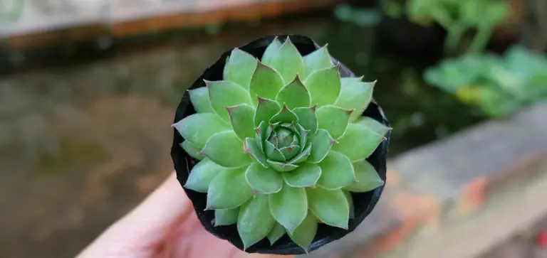 A green rosette succulent in a small black pot held in a person's hand, with a blurred outdoor background.