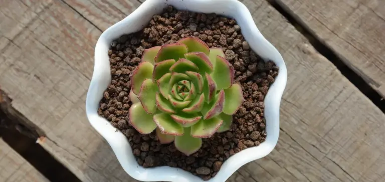 Top-down view of a small green succulent with pink-tinged edges in a white scalloped ceramic pot filled with brown gravel, resting on a wooden surface.