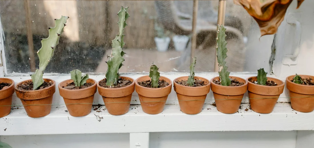 Row of small terracotta pots with succulent cuttings on a white shelf near a window