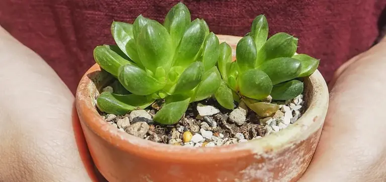 Healthy green succulent in a terracotta pot cradled by hands