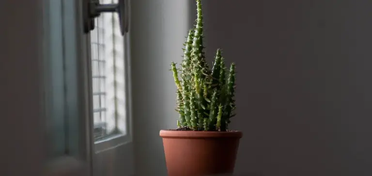 Small succulent in a terracotta pot on a windowsill with natural light