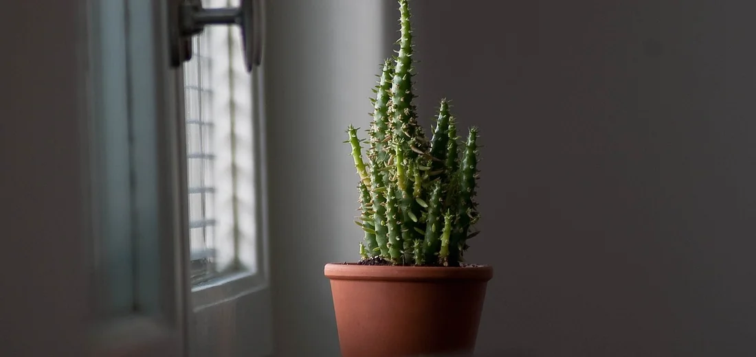 Small succulent in a terracotta pot on a windowsill with natural light