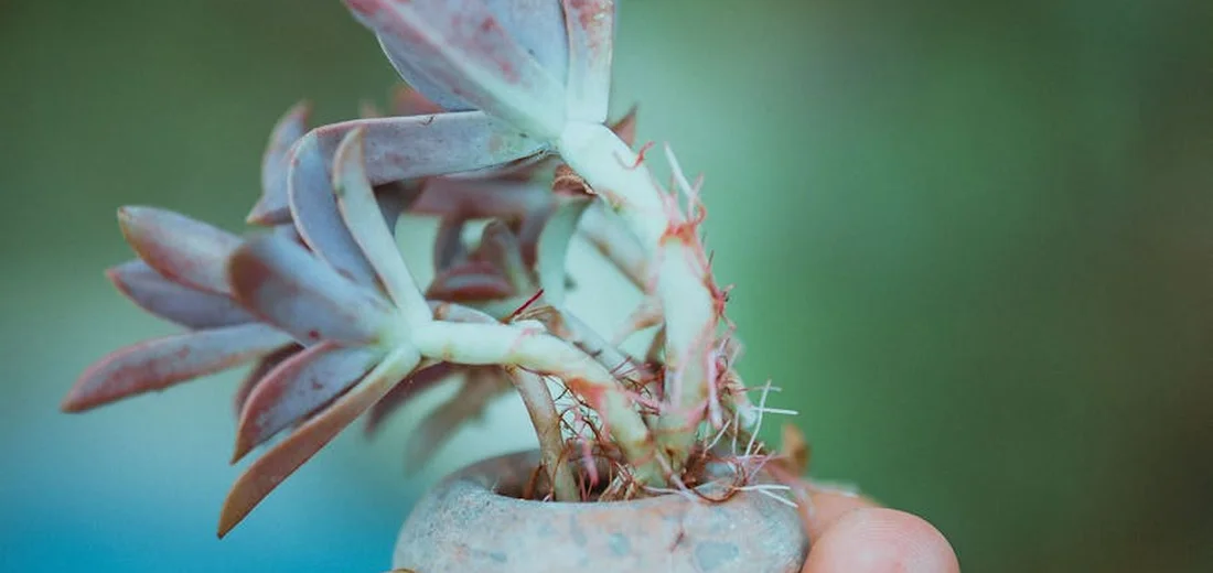 Close-up of a pale bluish-green succulent with pink-tinged edges in a small pot, held by a hand against a soft green background.