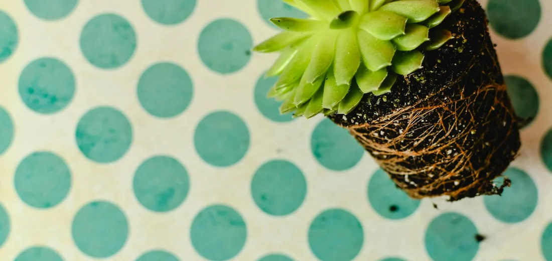 Healthy green succulent rosette with visible roots against a teal polka-dot background.