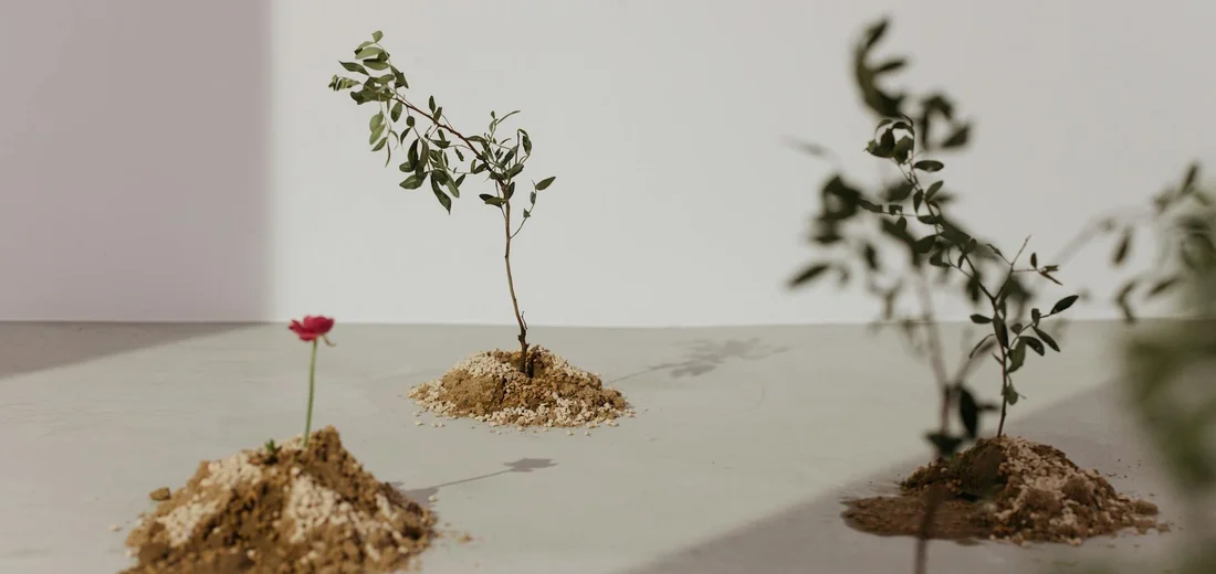 Small succulent cuttings planted on tiny mounds of soil on a light tabletop with a plain background.