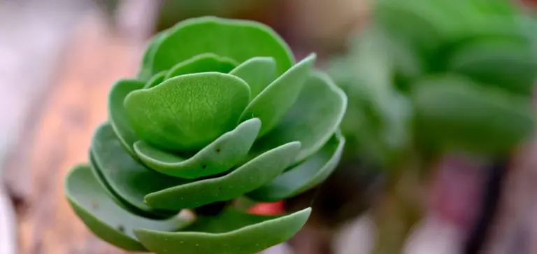 Close-up of a healthy green succulent rosette with thick fleshy leaves.