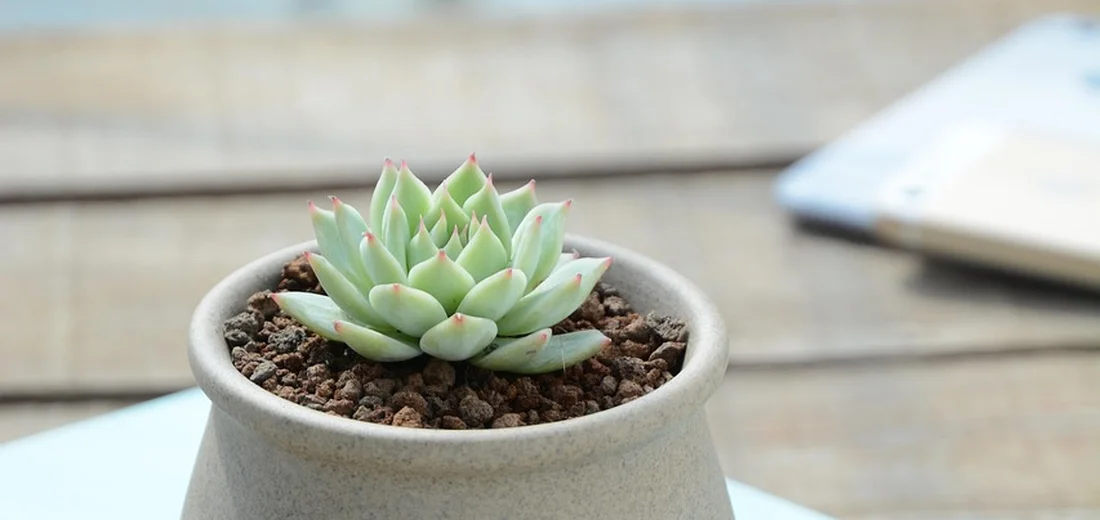 A small rosette succulent in a pale ceramic pot sits on a wooden surface, with a blurred laptop in the background.