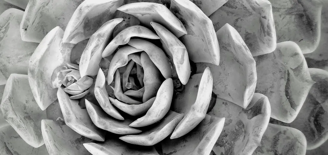 Close-up of a grayscale succulent rosette with layered leaves