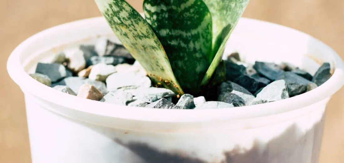 Close-up of a variegated succulent in a white pot with decorative rocks