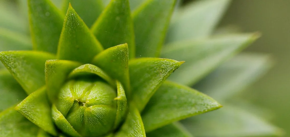 Close-up of a healthy green succulent rosette with compact, plump leaves