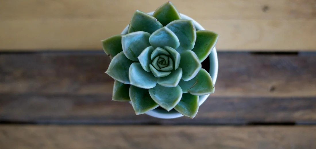 Top-down view of a healthy rosette succulent in a small white pot on a wooden surface.