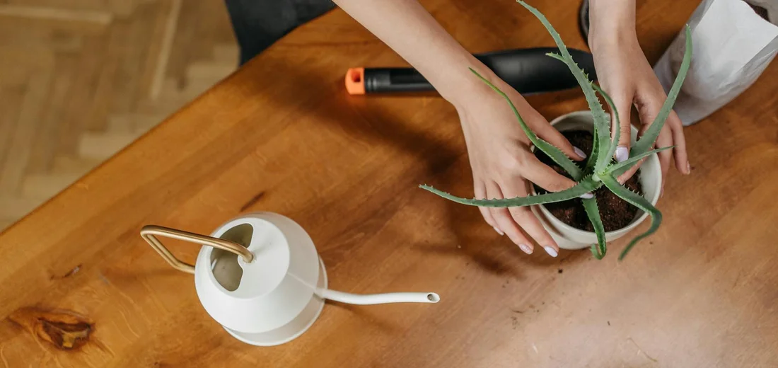 People's hands holding a succulent with long, pointed leaves over a wooden table, with a white watering can nearby.
