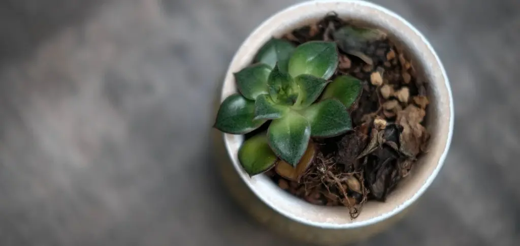 Common Repotting Mistakes to Avoid (And How to Fix Them)