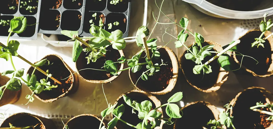 Array of small pots with young succulent cuttings arranged on a propagation tray, showing fresh green growth.