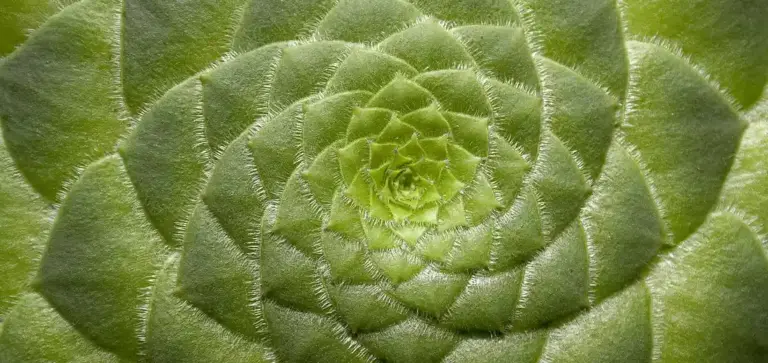 Close-up of a green succulent rosette with densely packed, fleshy leaves