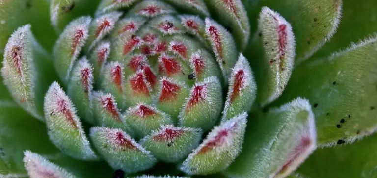 Close-up of a rosette-shaped succulent with pale green leaves and red-tipped edges arranged in a tight spiral.