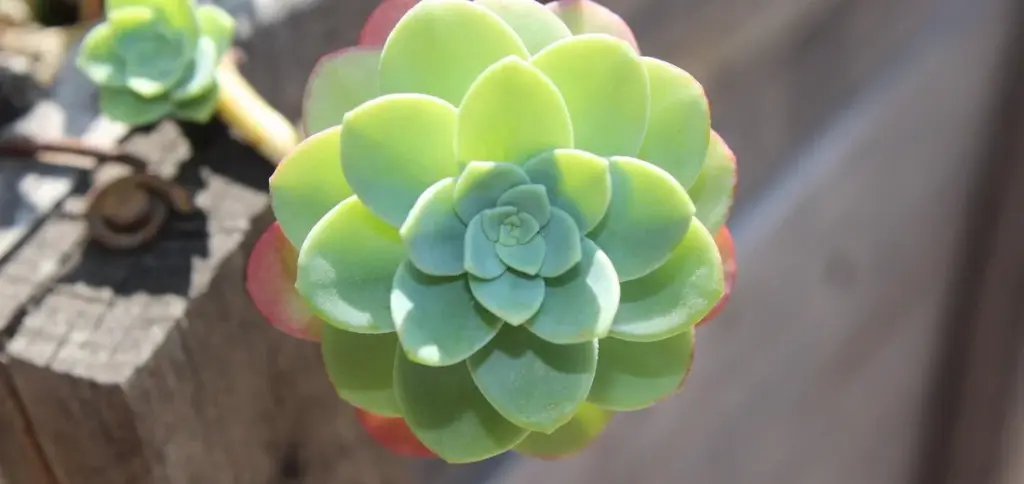 How Many Types of Succulents Are There? A Complete Guide