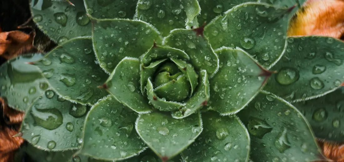 Close-up of a green succulent rosette with water droplets on its leaves