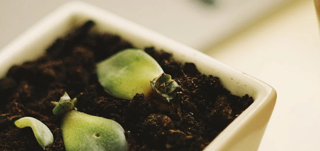 Close-up of small green succulent leaves emerging from soil in a white pot.